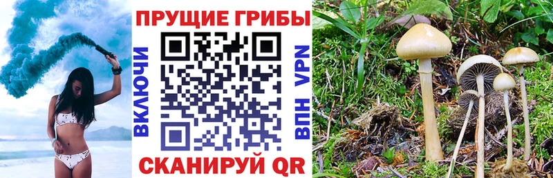 Галлюциногенные грибы Psilocybine cubensis  купить наркотик  Салават 